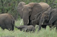 Afrikanischer Elefant (120 von 131).jpg